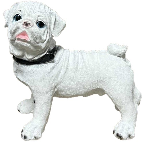 Mops biały