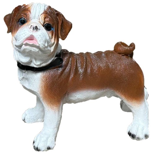 A Mops biało-brązowy