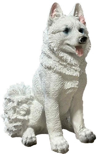 Husky siedzący biały