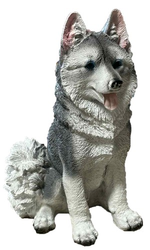 B Husky siedzący szaro-biały