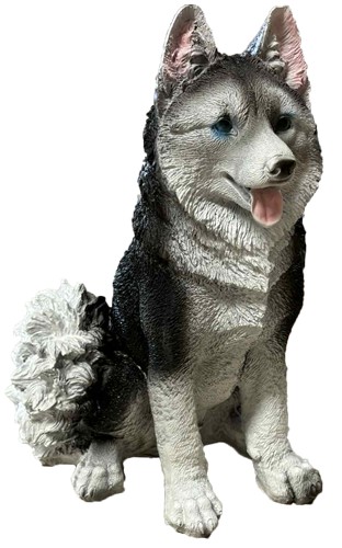 C Husky siedzący ciemnoszaro-biały