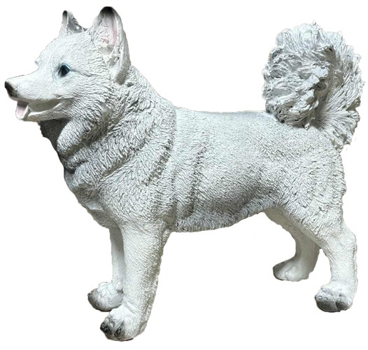 Akita biały