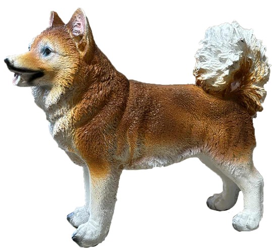 A Akita rudy