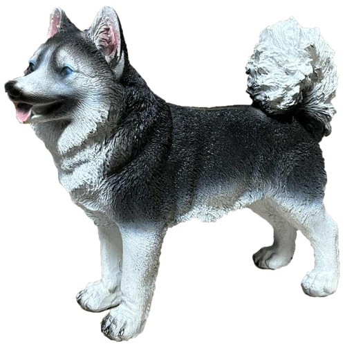 C Akita ciemnoszaro-biały