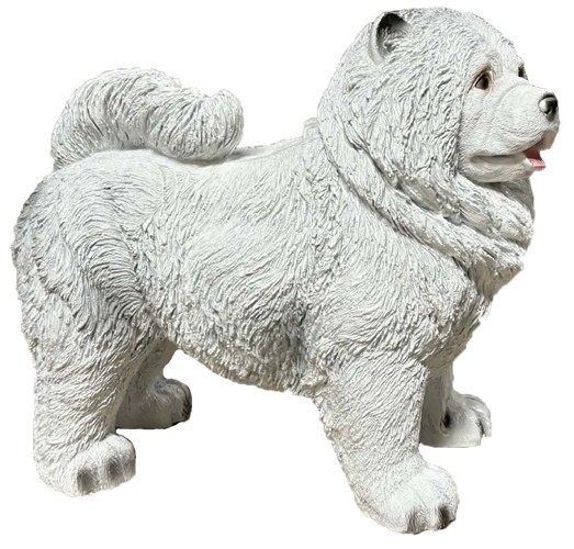 Pies chow chow biały