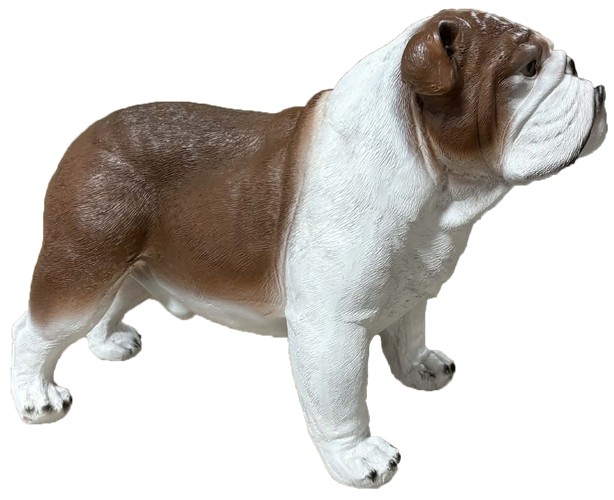 Pies buldog angielski brązowo-biały