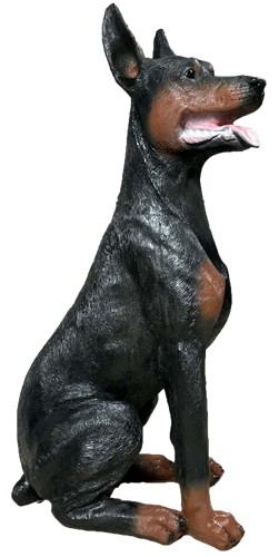 Pies doberman czarno-brązowy