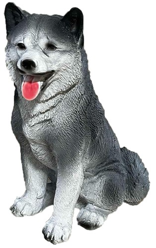 Pies husky mały biało-szary