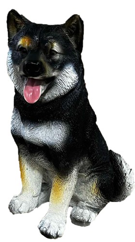 Pies husky mały biało-czarny