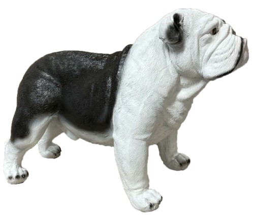 Pies buldog angielski czarno-biały
