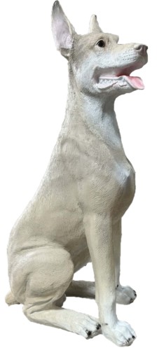 Pies doberman biały