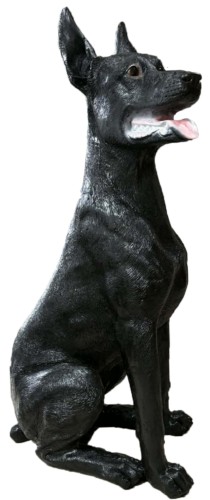 Pies doberman czarny