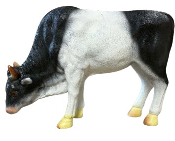 Krowa pasąca się czarno-biała